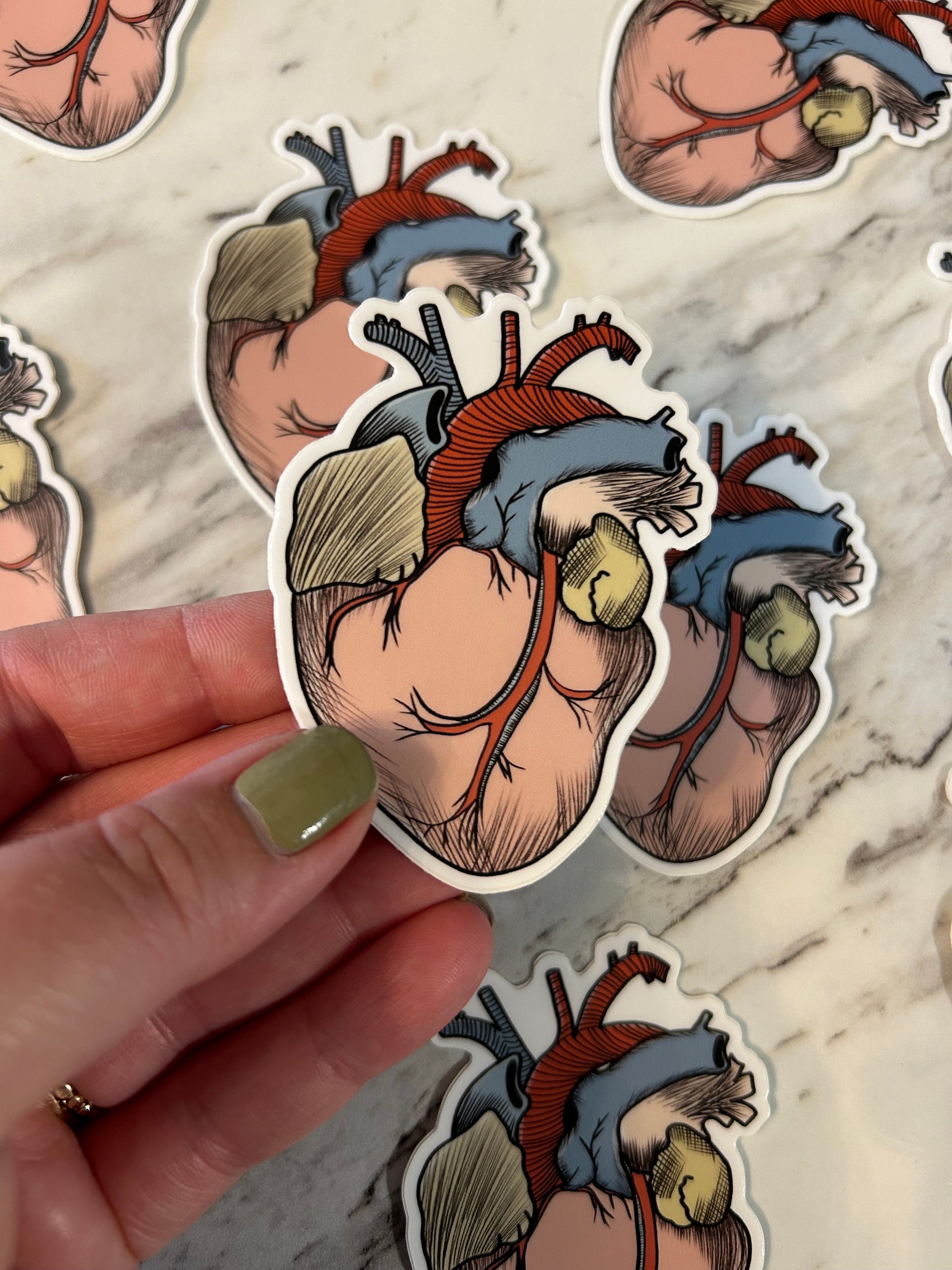 Anatomical Heart Sticker, Holographic Heart Sticker, Anatomy Sticker ...
