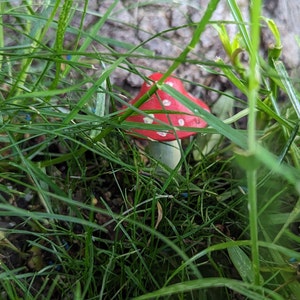 Mushroom Geocaching Container
