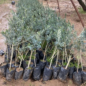 Live Olive Tree (Olea Europaea), Edible Olives, Mediterranean Decor