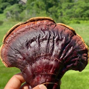 May include: A dark brown and reddish-brown mushroom with a textured surface. The mushroom has a fan-like shape and is held in a hand.