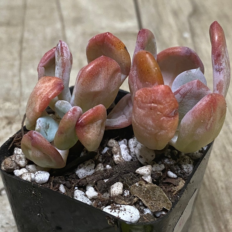 Echeveria Cinderella