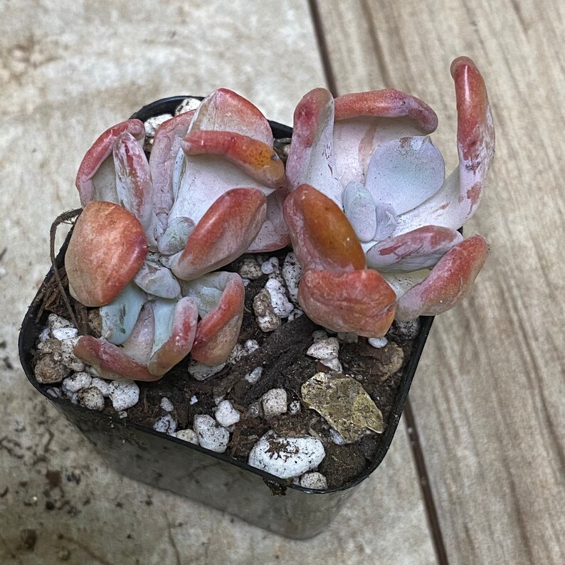 Echeveria Cinderella