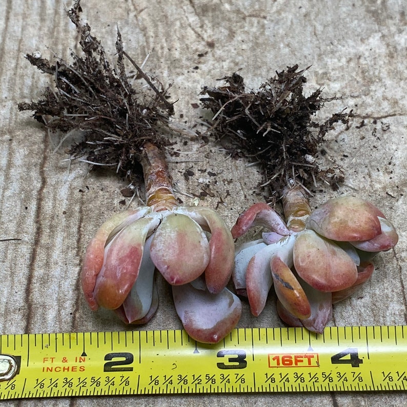 Echeveria Cinderella