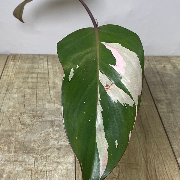 Double Leaf Philodendron Pink Princess Mature Cutting