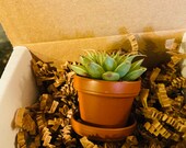 Mini Succulent Gift Box - 1 plant
