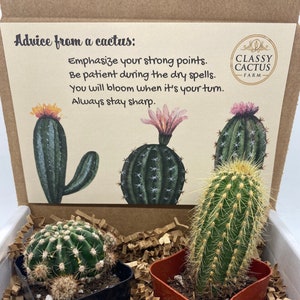 Cactus Gift Box - (set of 2) Advice from a cactus - FREE SHIPPING