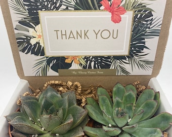 Succulent Gift Box - Thank You Box