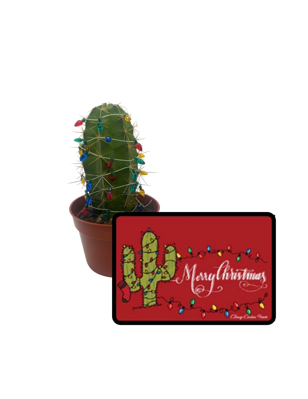 Merry Christmas Cactus Gift Box 1 Cactus 4 Inch Container Etsy