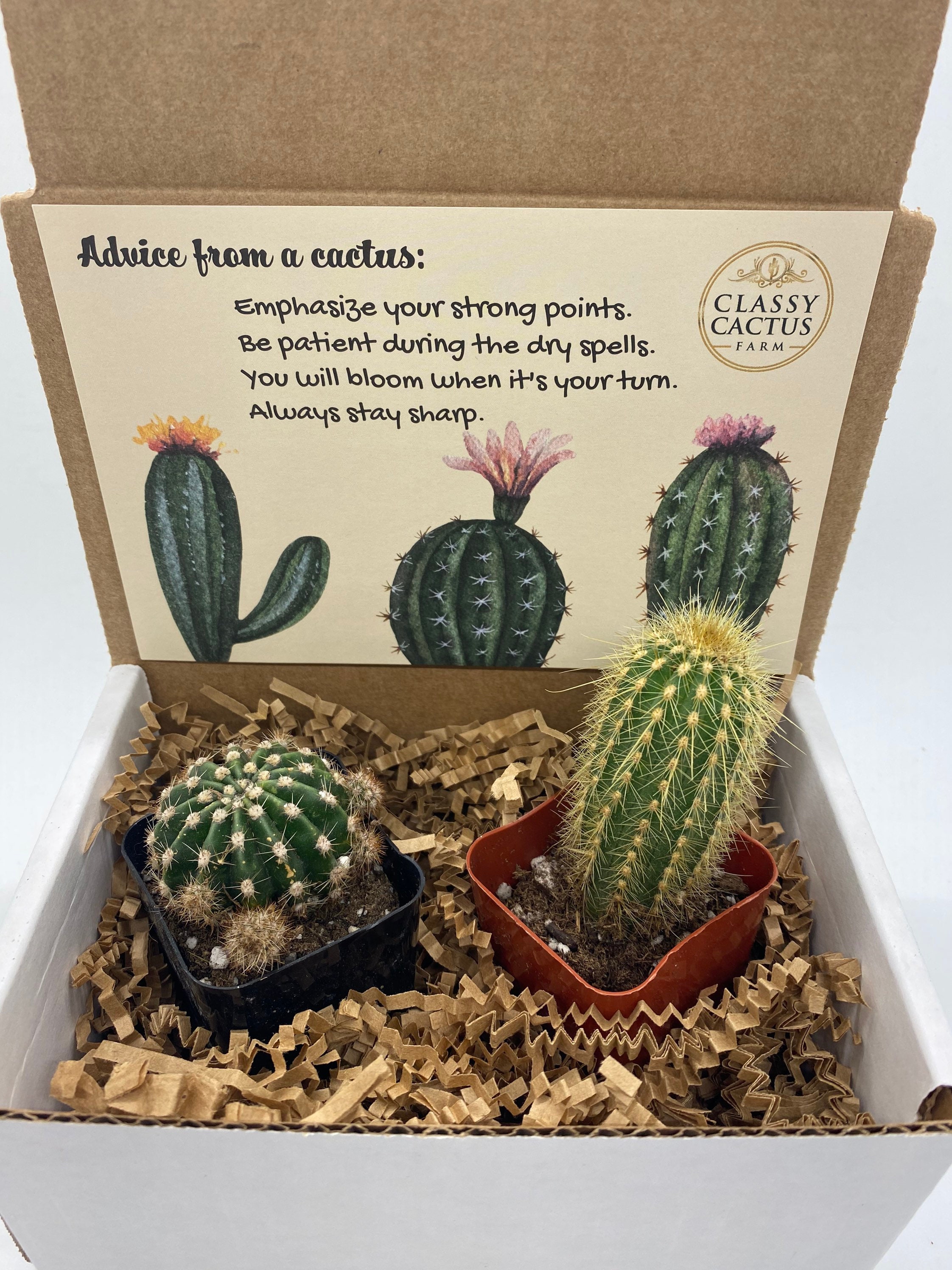 Cactus Gift Box set of 2 Advice From a Cactus FREE Etsy