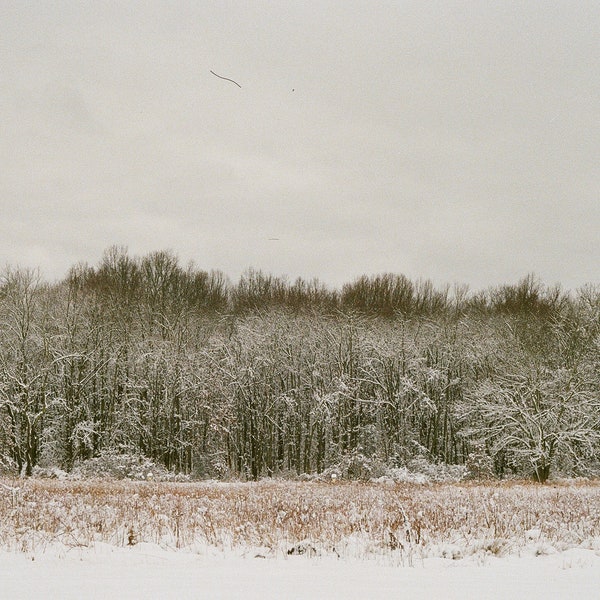 Snowy Forest | January 2024 | 35mm Film Photo Print | Shot on Canon AE-1