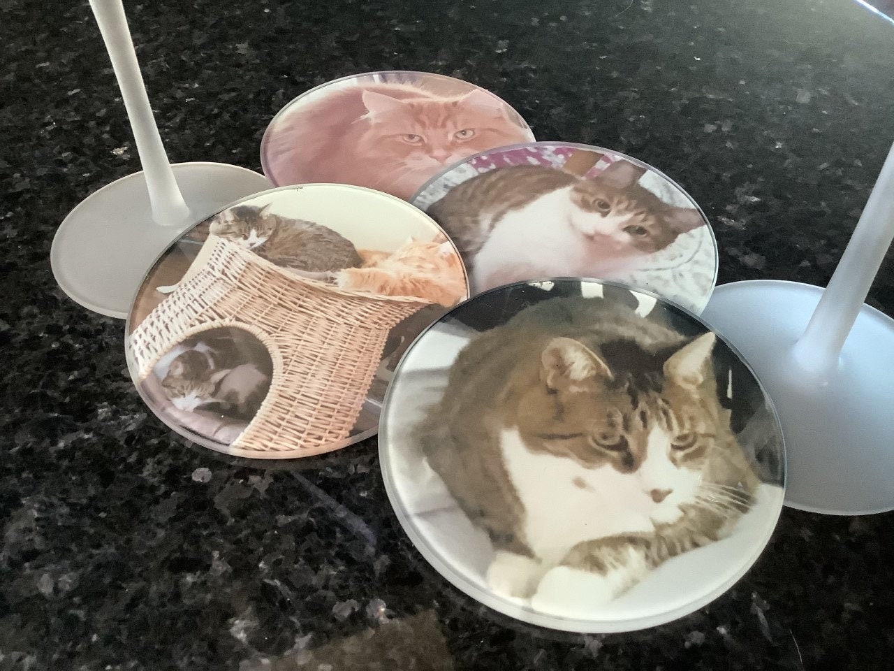 Glass Photo Cat Coasters Full Color Print Set of 4 Etsy