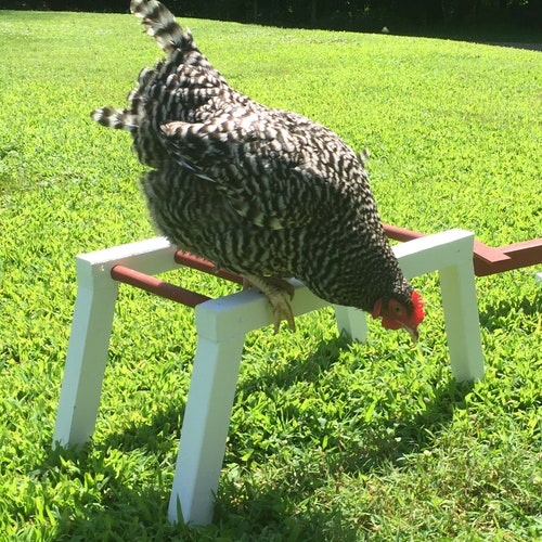 Amish Made Monkey Bars for Chickens