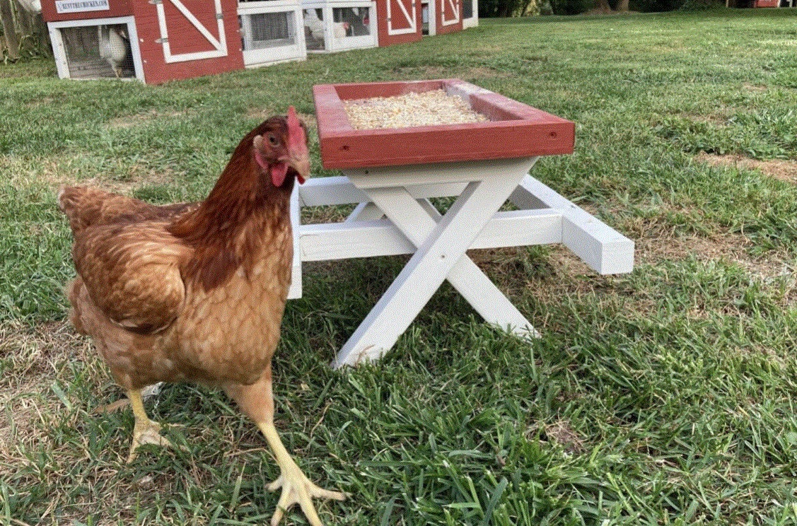 Amish Chicknic Table - A Picnic Table for Chickens - Etsy