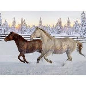 Puede incluir: Dos caballos, uno marrón y otro gris, galopan por un campo nevado. Los caballos corren hacia la izquierda, con un telón de fondo de árboles cubiertos de nieve y una valla. El cielo es de un color suave y apagado.