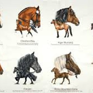 May include: A collection of eight horse breed illustrations, each depicting a different breed with a foal. The breeds include:  Draft Horse, Cleveland Bay,  Appaloosa, Oldenburg, Mustang, Friesian, Rocky Mountain Horse, and Andalusian.
