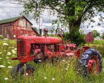 May include: A red vintage tractor parked in a field of white wildflowers with a red barn in the background.