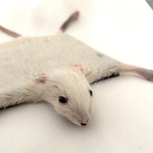 Sottobicchiere per bevande a forma di ratto tassidermico