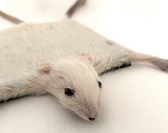 Taxidermy Rat Drink Coaster
