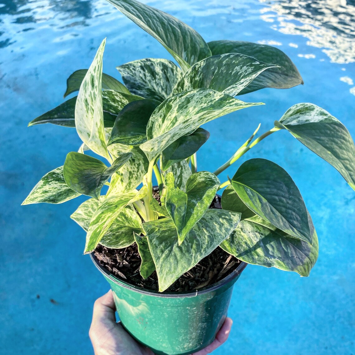 Rare Queen Anne Pothos Etsy