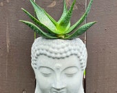 Buddha face wall planter (concrete) NO PLANTS