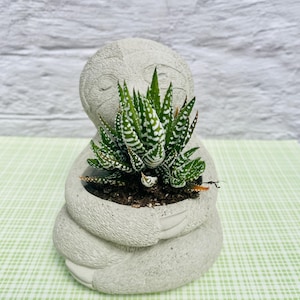 May include: A small succulent plant in a gray sloth-shaped planter. The plant has green leaves with white spots. The planter is made of concrete and has a smiling sloth face. The background is a light green and white checkered pattern.