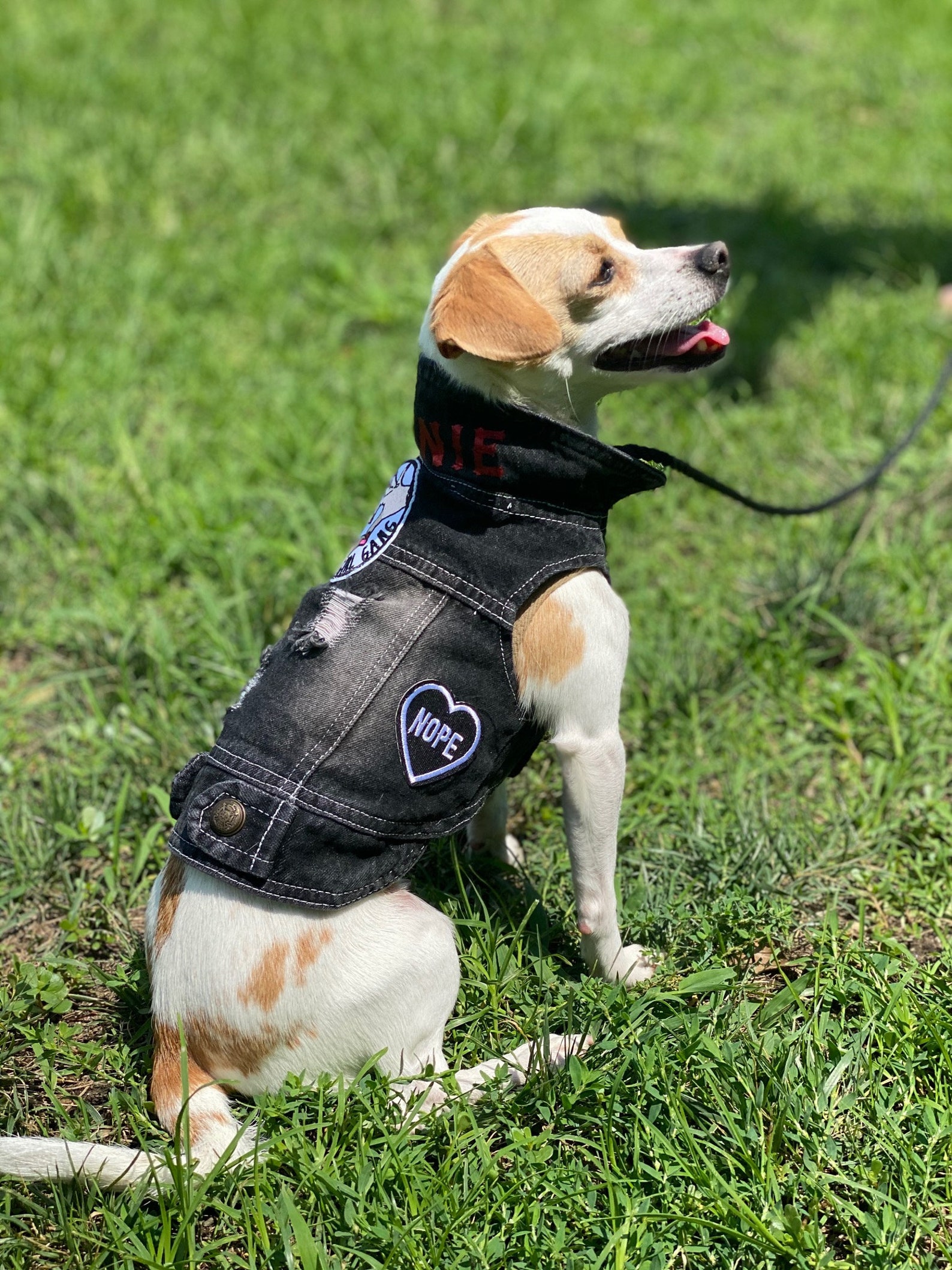 Denim Dog Jacket / Denim Dog Vest / Small Breed Dog Jacket / Etsy