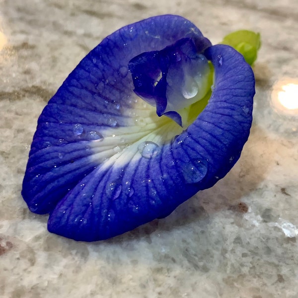 Blue Butterfly Pea Edible Flower Seeds - 10 per Packet