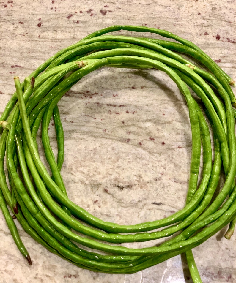 Yard Long Asparagus Pole Bean Organic Heirloom Seeds Etsy