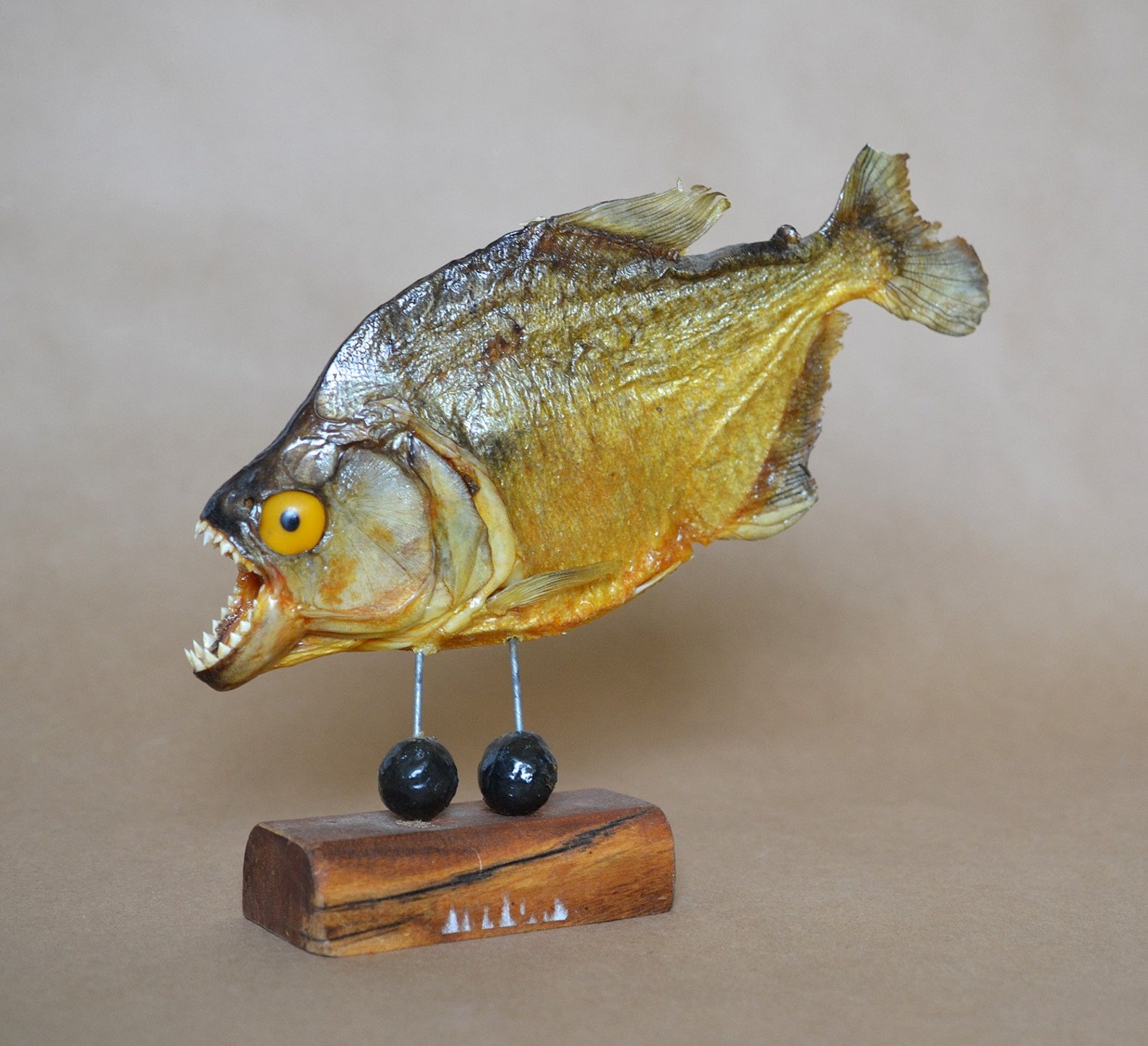 Taxidermy Piranha Mount: mounted animal fish skull teeth | Etsy