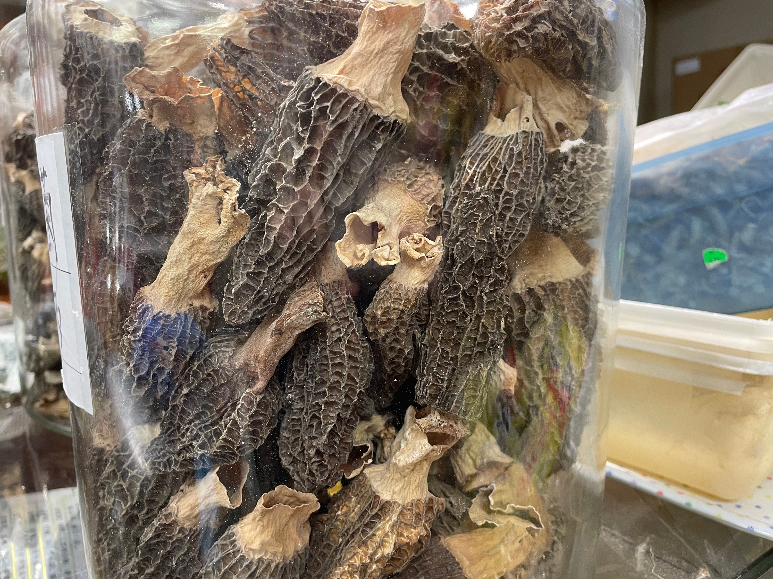 Matsutake Mushrooms - Etsy Canada