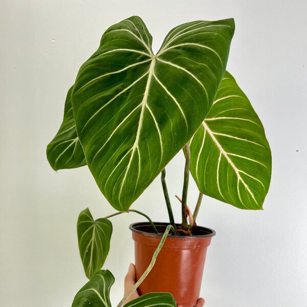 US Seller - XL Philodendron Gloriosum