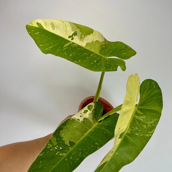 US Seller - XL Philodendron Jose Buono (Biggest leaf is 13" long!)