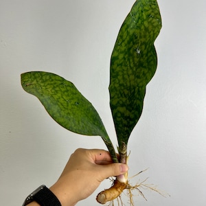 LARGE/XL Whale Fin (Sansevieria Masoniana) - 2 Leaves