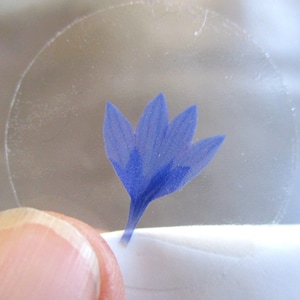 Autocollants de véritables pétales de bleuet pressés, 12 pièces, 30 mm. Autocollants de fleurs pressées et séchées, autocollants de fermeture. (St27)