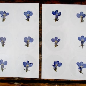 Autocollants de vraies fleurs pressées, pack de 12 fleurs de Lobelia bleues. Autocollants de fermeture, autocollants de décoration de fleurs pressées. St55