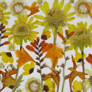 Fiori pressati e secchi, mix di fiori gialli e arancioni, anche con stelo. Incorniciatura di fiori, progetti in resina, decorazione floreale. RB1F