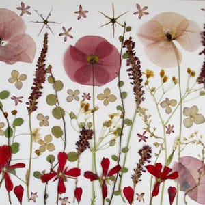 Fleurs pressées et séchées, fleurs rouges, également avec tige. Encadrement de fleurs, art floral, projets en résine, décoration florale. GH29
