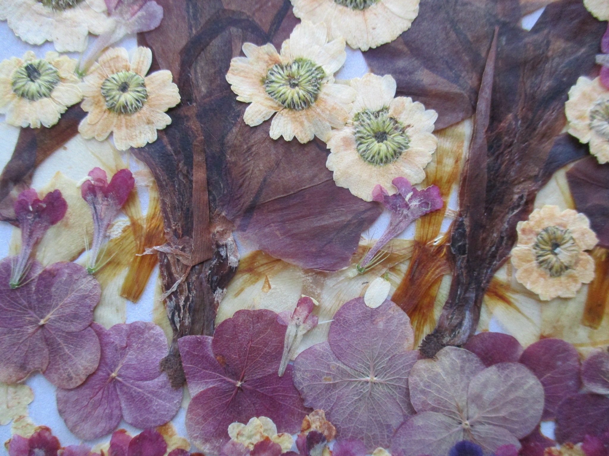 Real Pressed Flowers. Dried Flowers. Mixed Flowers. Flowers Etsy UK