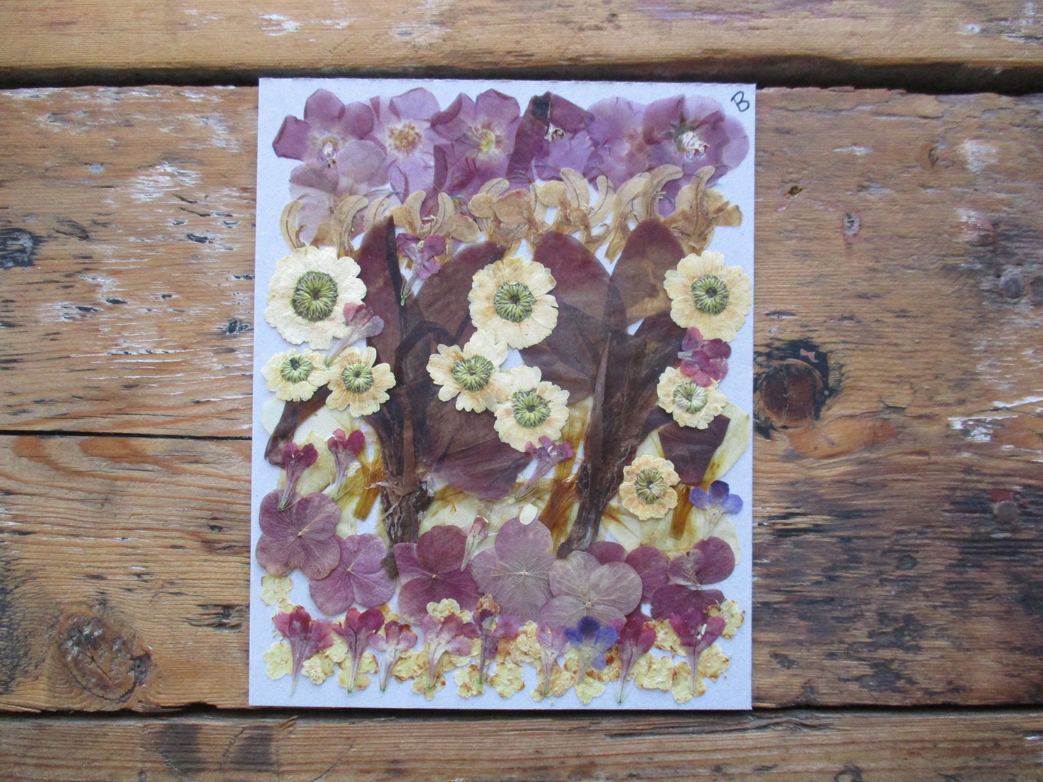 Real Pressed Flowers. Dried Flowers. Mixed Flowers. Flowers Etsy UK