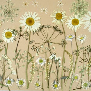 Fiori bianchi pressati commestibili per dolci, secchi, biologici. Mescolare con fiori bianchi. Decorazione di torte, torta nuziale, compleanno GH42