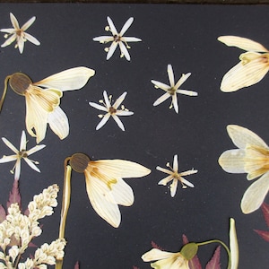 Flores prensadas e secas, misture com Snowdrops, também com caule, 35 peças. Molduras de flores, projetos em resina, decoração floral. B12G