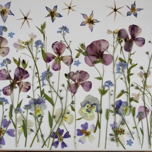 Op de afbeelding: Een verzameling geperste bloemen in verschillende kleuren, waaronder paars, blauw en wit, gerangschikt op een witte achtergrond. De bloemen hebben verschillende vormen en maten, met delicate stelen en bloemblaadjes. De afbeelding roept een gevoel van natuur en botanische schoonheid op.
