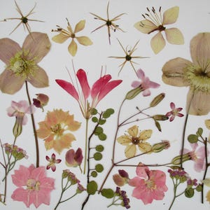 Fleurs pressées et séchées, fleurs roses, également avec tige, 35 pièces. Encadrement de fleurs, projets en résine, création de décorations florales. B13