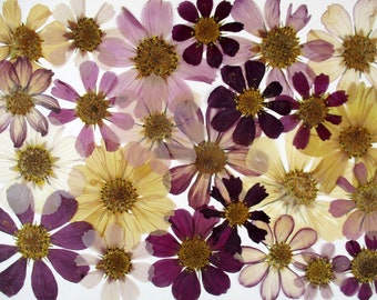 Eetbare Cosmea bloemen, 22 stuks, voor taart, geperst en gedroogd. Bloemen voor taart decoratie, bruiloft, bruidstaart, verjaardag GC96