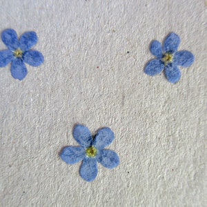 De vraies fleurs pressées. Oubliez-moi pas 25 pièces. Myosotis. Fleurs pour la fabrication de cartes, cadres floraux, projets en résine, scrapbooking. GB51