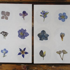 Autocollants de vraies fleurs pressées, paquet de 12 autocollants fleurs bleues, 4 cm. Autocollant transparent de fleurs pressées et séchées. (Sg19)
