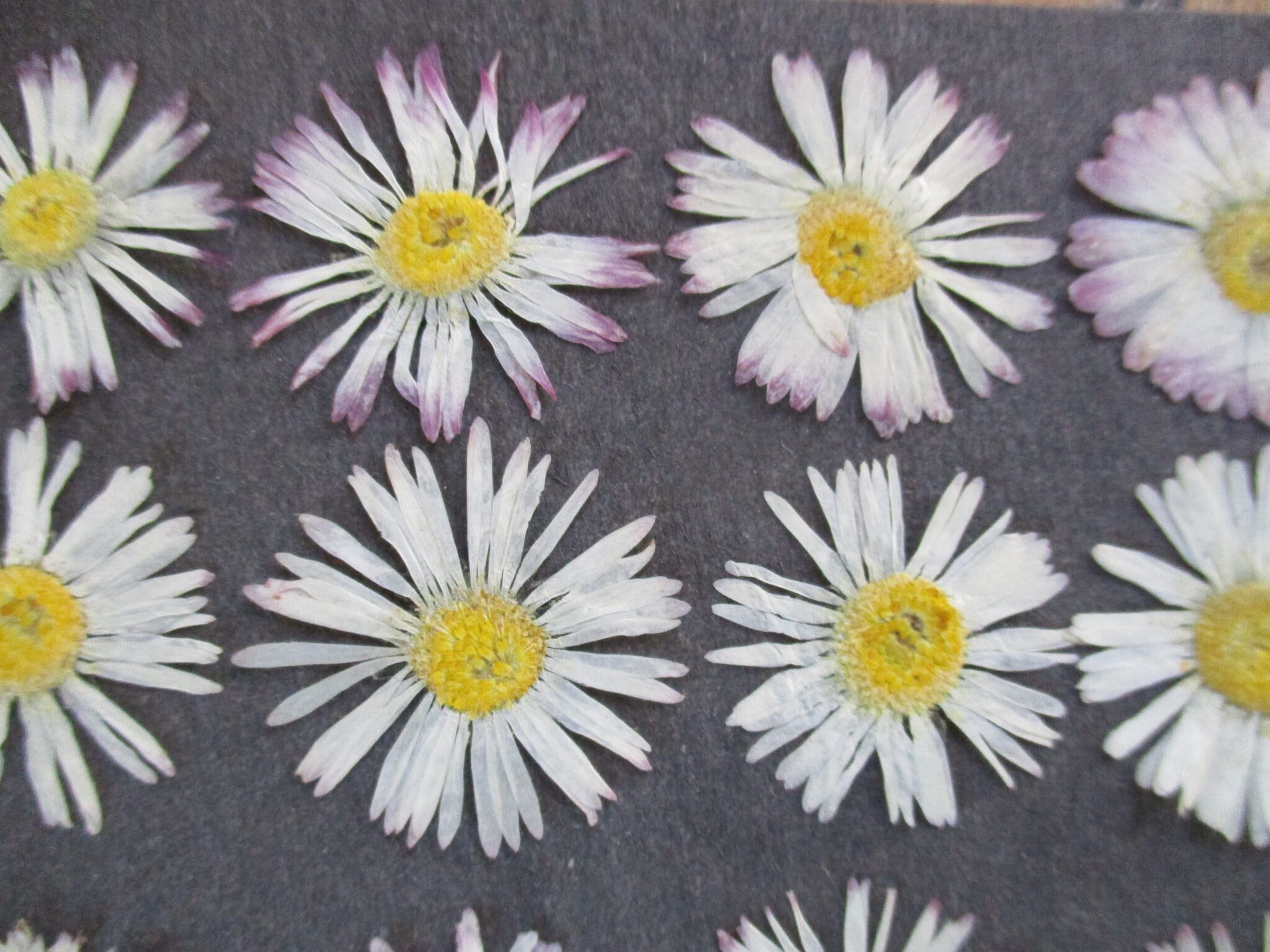 Real Pressed and Dried Flowers. Daisies 20 Pieces. Dry Etsy UK
