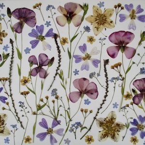Fiori pressati commestibili, biologici, mix viola-blu. Fiori per torta, torta. Matrimonio, torta nuziale. Fiori commestibili secchi. GD30
