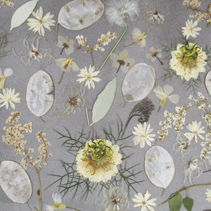 Fiori veri pressati e secchi. Fiori misti beige e bianchi con medaglia di Giuda. Fiori da incorniciare, progetti in resina, scrapbooking GG36C