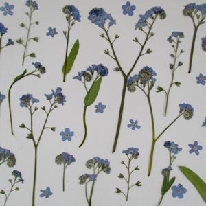 Può includere: Una vista dall'alto mostra fiori di non ti scordar di me pressati e singoli fiori sparsi su uno sfondo bianco. I delicati fiori blu sono disposti con steli e foglie verdi, creando un tema botanico naturale.